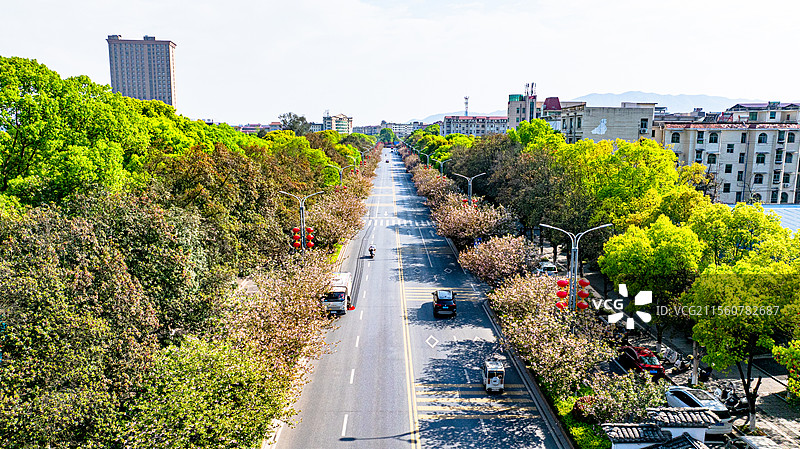 江西峡江：农耕好时节 民兵抛秧忙图片素材