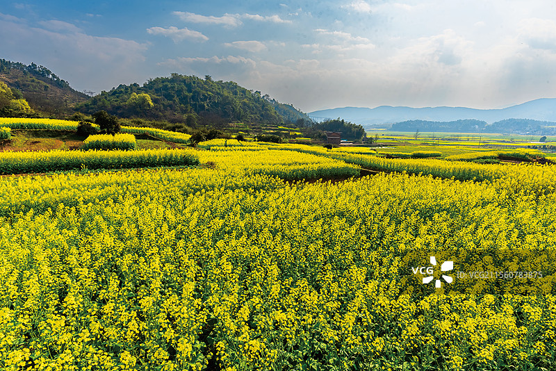 遍地尽披黄金甲图片素材
