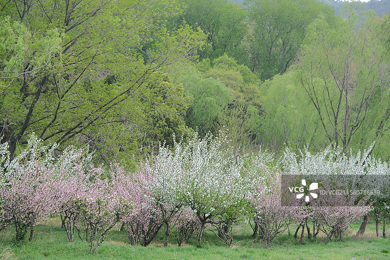 南京的春天图片素材