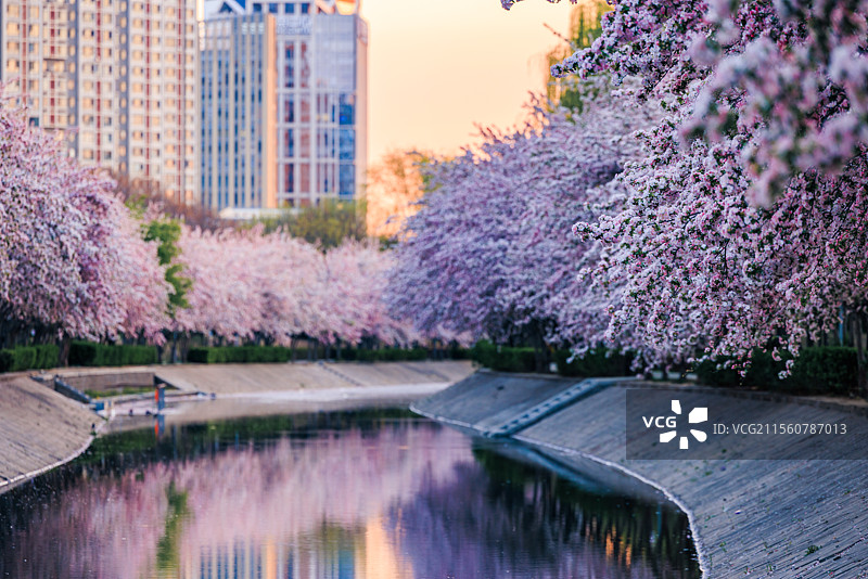 春天盛开的海棠花图片素材