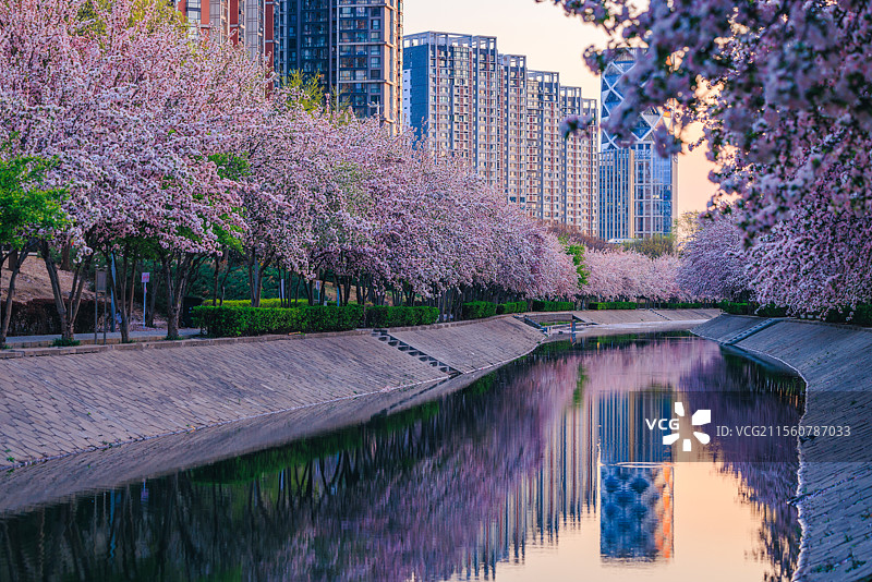 春天盛开的海棠花图片素材