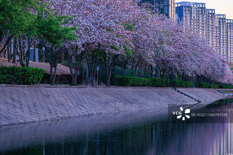 春天盛开的海棠花图片素材