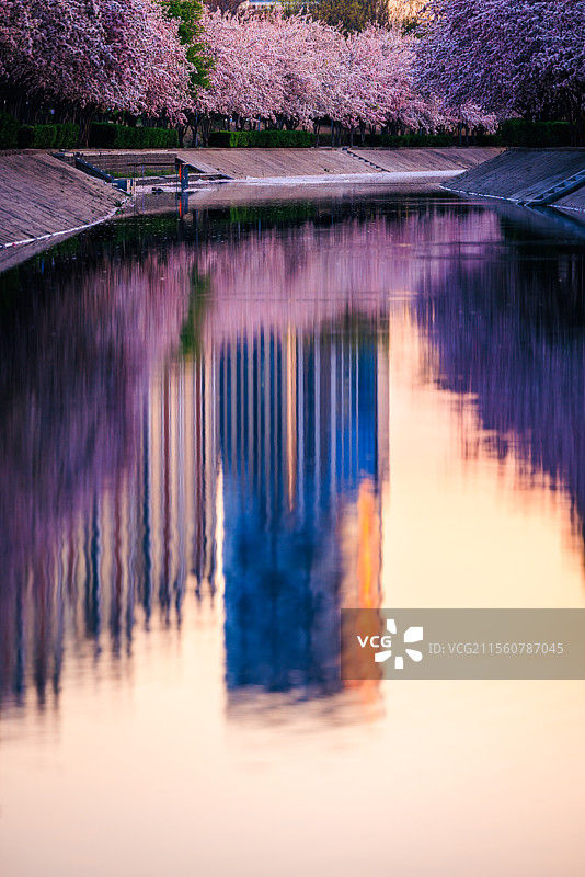 春天盛开的海棠花图片素材