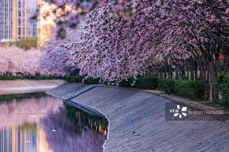 春天盛开的海棠花图片素材
