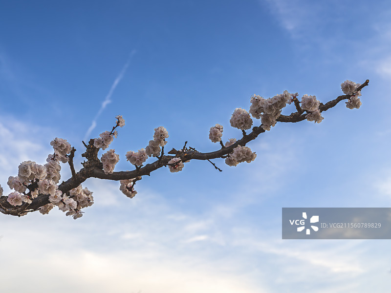 陕西渭南富平县曹村镇杏花谷的春色图片素材