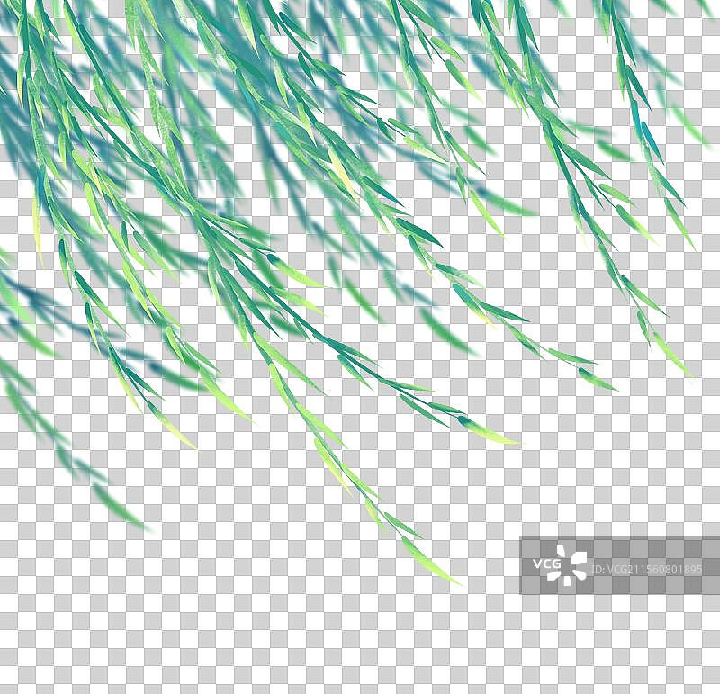 风吹动的柳枝图片素材