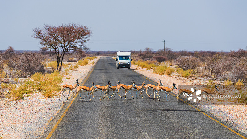 纳米比亚埃托沙国家公园一群瞪羚通过马路图片素材