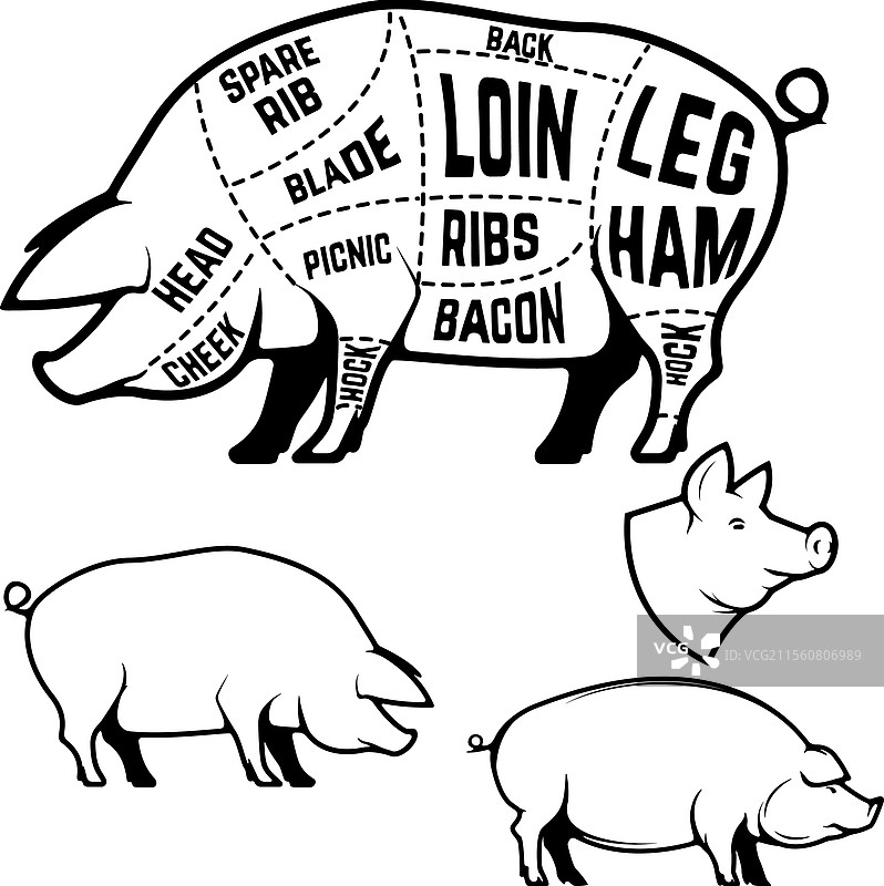 猪肉切割图示和指南 - 猪肉切割部位集合图片素材