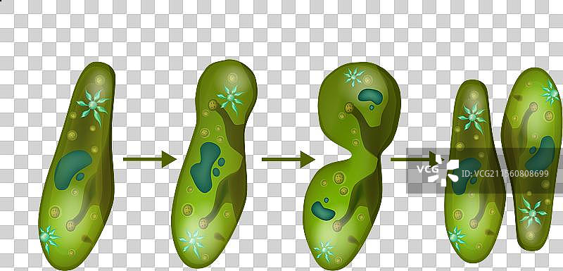 微生物草履虫细胞分裂繁殖图片素材