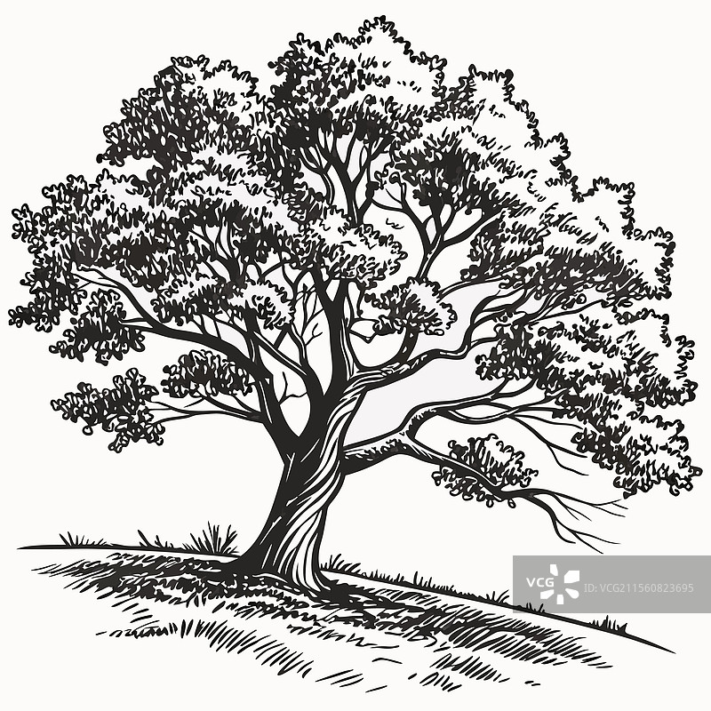 复古枫树线条艺术图片素材