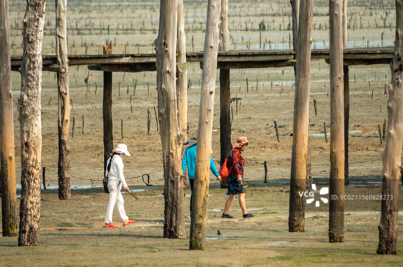 北海市滩涂上的赶海人图片素材