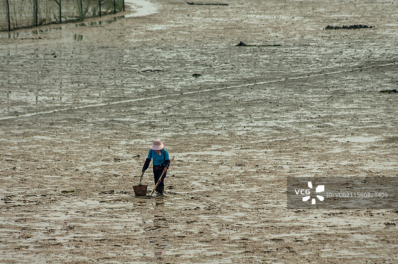 北海市滩涂上的赶海人图片素材