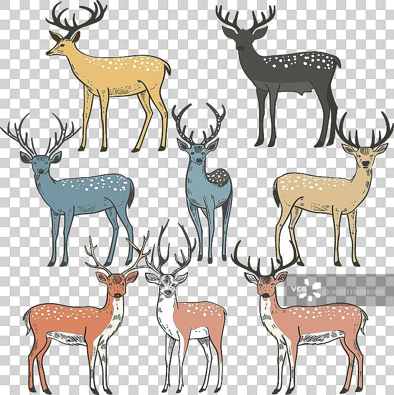 不同颜色的站立鹿角图片素材