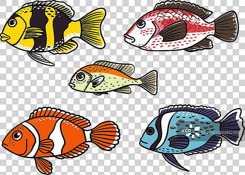 五条色彩斑斓的热带鱼图片素材