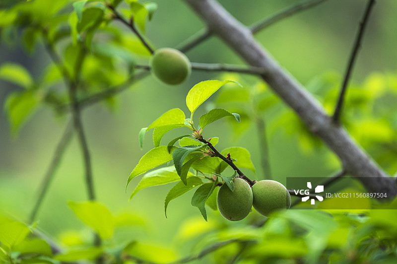 江西大余梅关古道梅树上绿色的青梅果图片素材