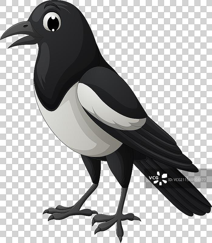 孤立在白色背景上的卡通喜鹊鸟图片素材