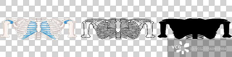 三种格式的胸腔样式图片素材