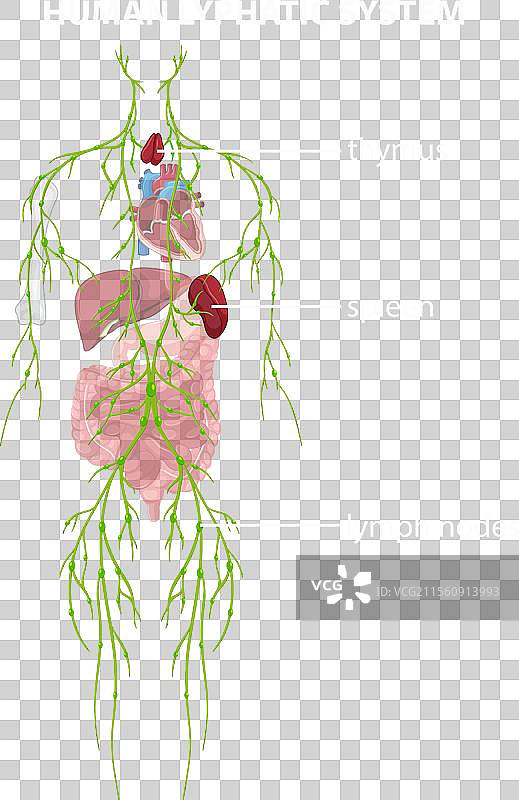胸腺、脾脏和淋巴结的详细信息图片素材