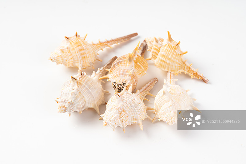 天然贝壳海螺装饰图片素材