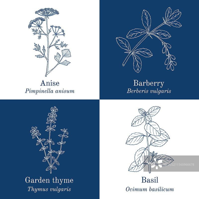 可食用和药用植物的集合图片素材