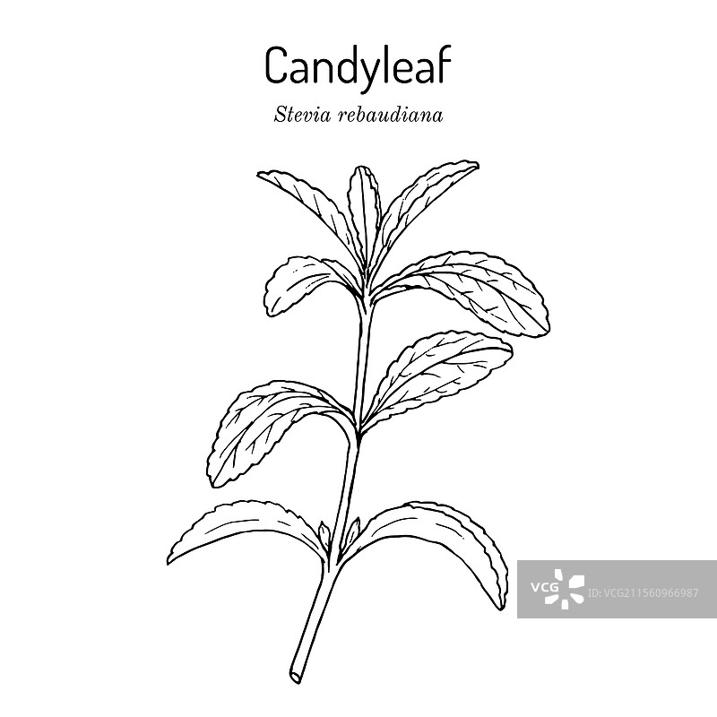 甜叶菊，亦称为糖叶图片素材
