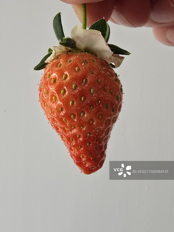 草莓～自家阳台种植的，纯天然图片素材