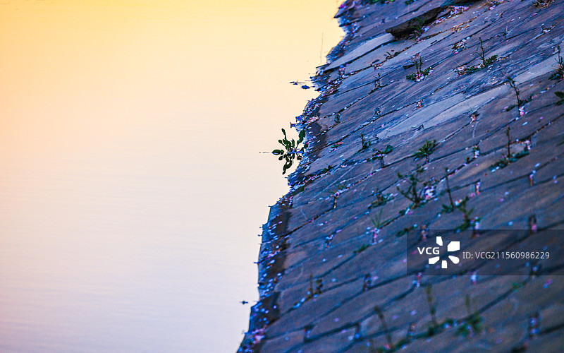 春天盛开的海棠花图片素材
