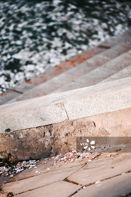 春天盛开的海棠花图片素材