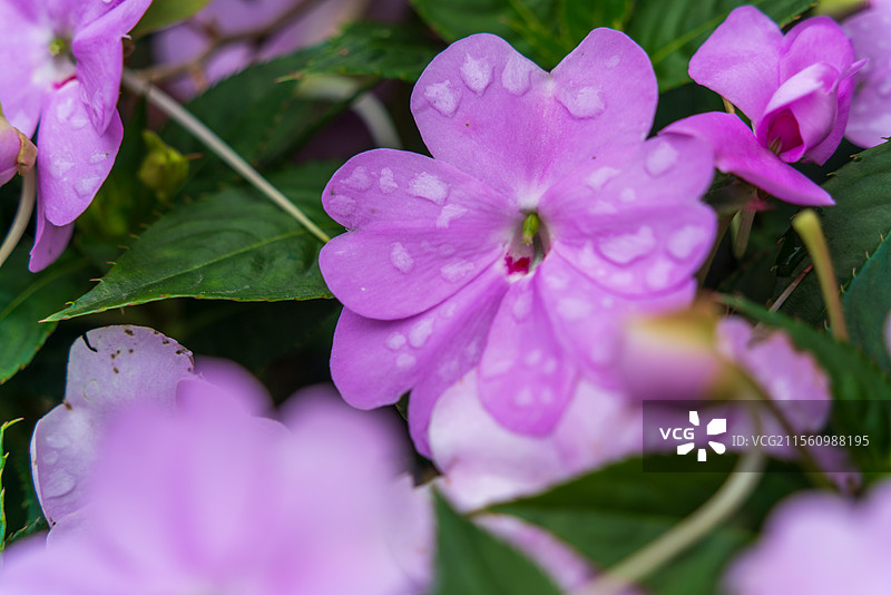春天里盛开的凤仙花图片素材