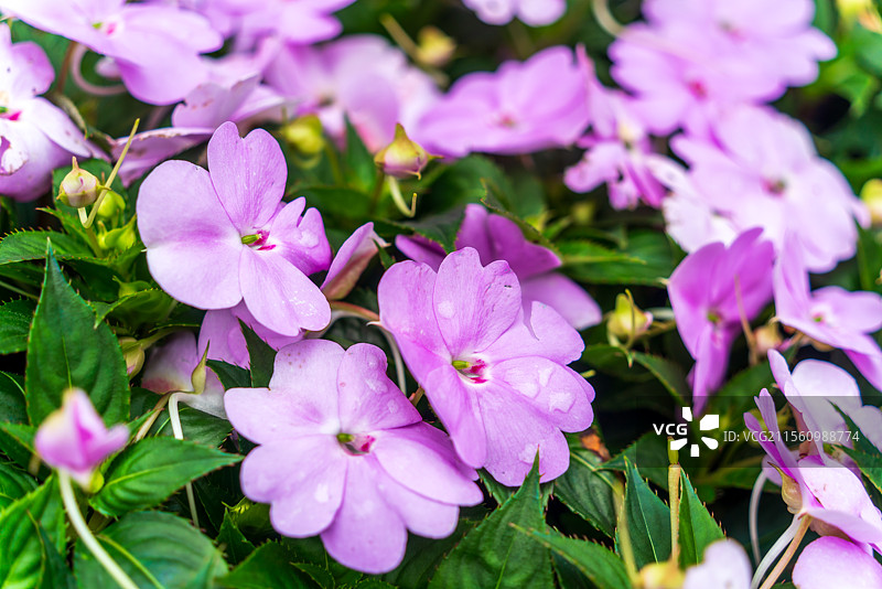春天里盛开的凤仙花图片素材