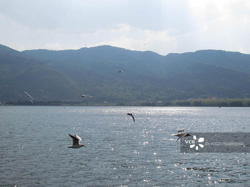 滇池的海鸥图片素材