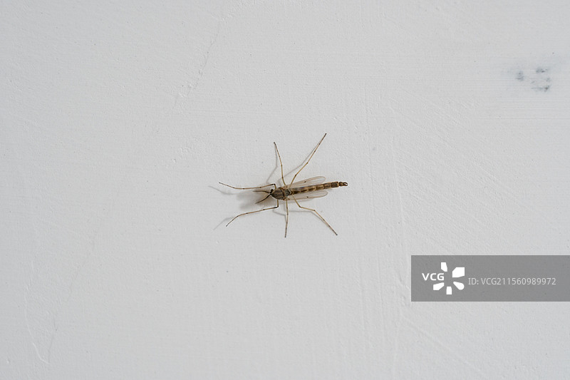 墙上的蚊子图片素材