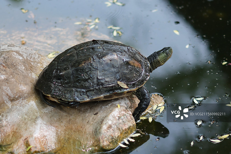 在石头上晒太阳的乌龟图片素材