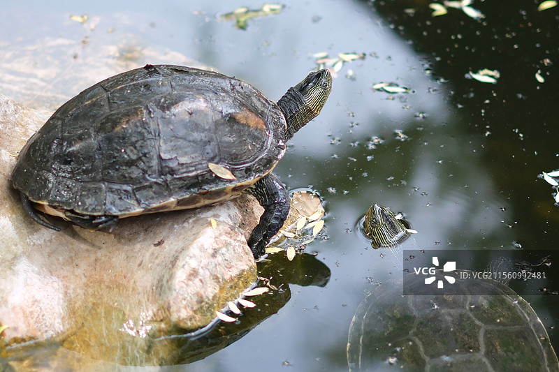 在石头上晒太阳的乌龟图片素材