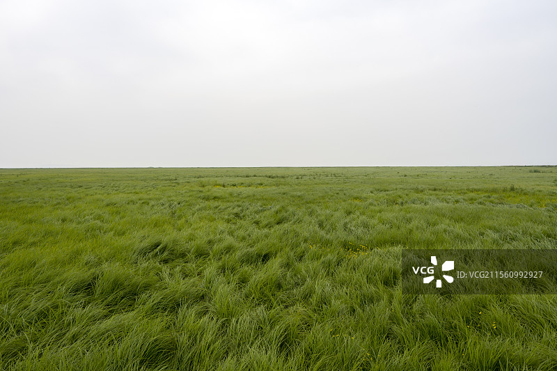 春天青草绿色草原绿草自然风光图片素材