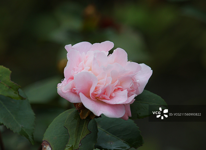 福清石竹山山茶花图片素材