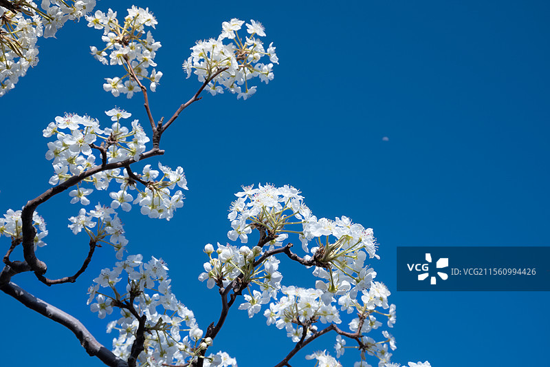 梨花与月亮图片素材