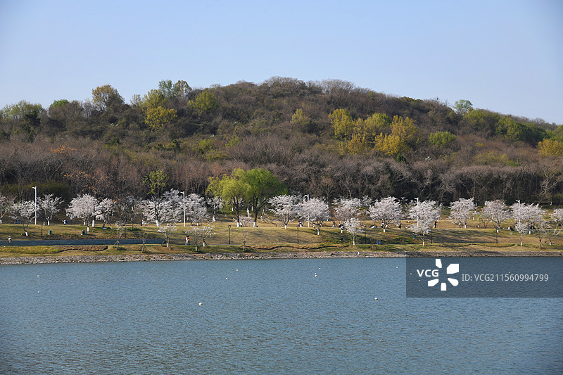 南京羊山公园樱花图片素材