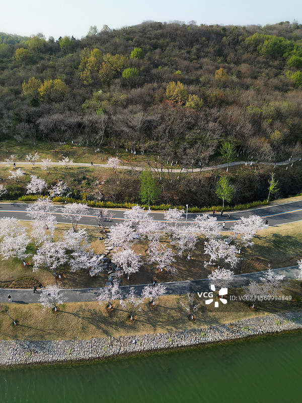 南京羊山公园樱花图片素材