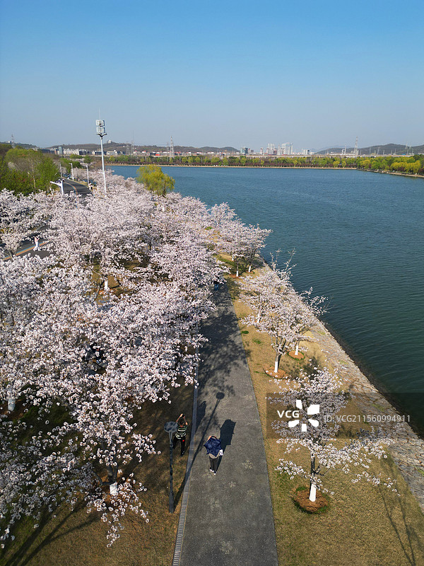 南京羊山公园樱花图片素材