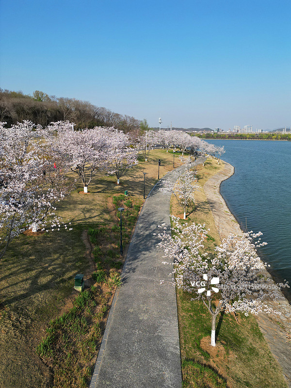 南京羊山公园樱花图片素材