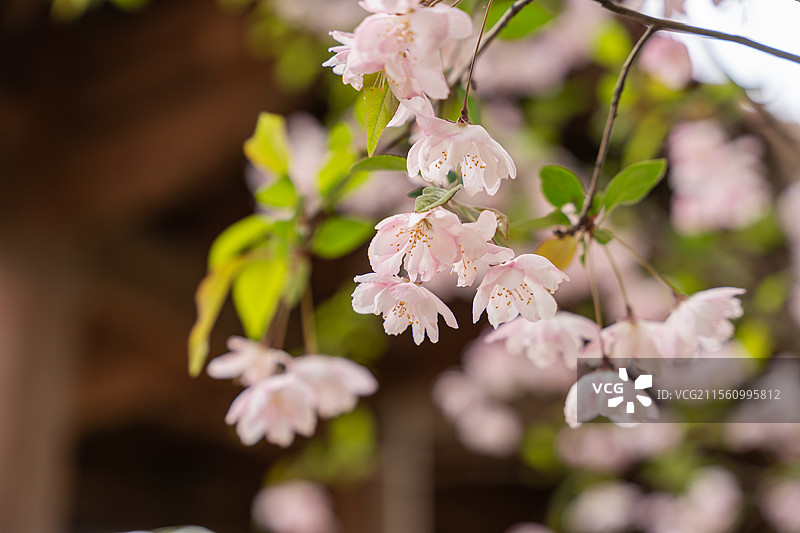 北京园博园闵园春色满园图片素材