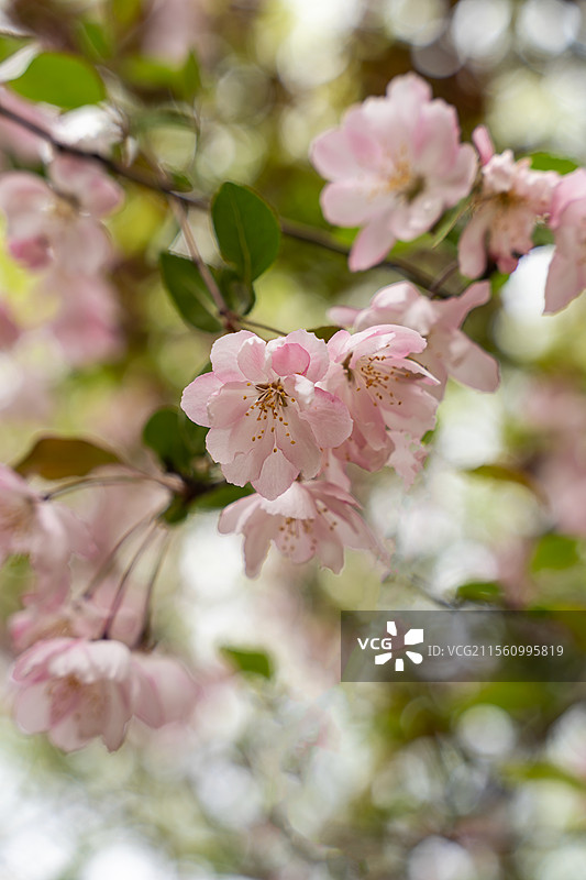 北京园博园闵园春色满园图片素材