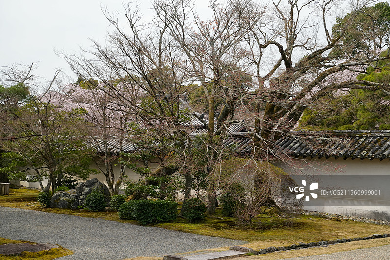 日本京都天龙寺醍醐寺樱花盛放图片素材