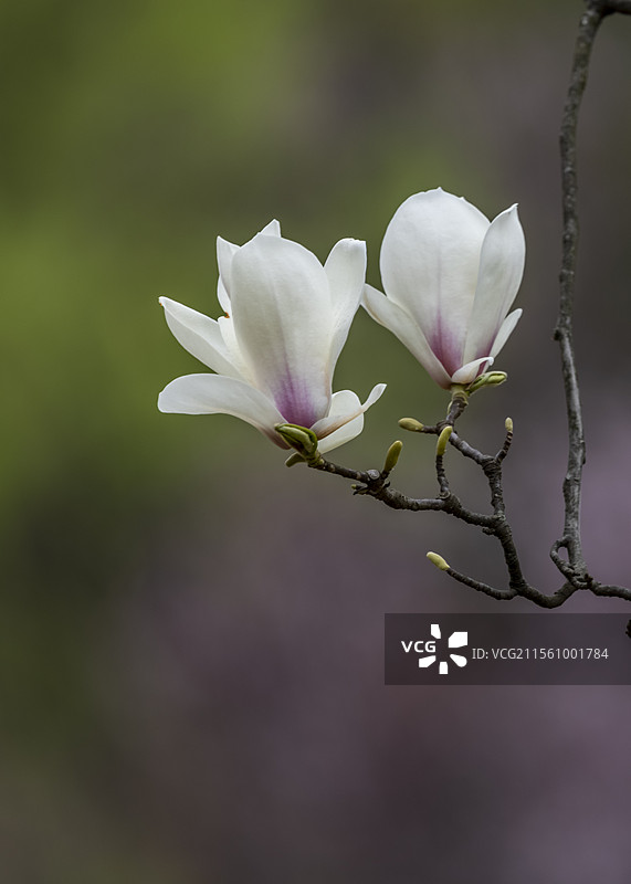 鲜花盛开--贵州毕节德溪公园图片素材