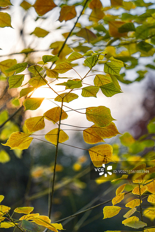 徐州贾汪大洞山的乌桕叶图片素材