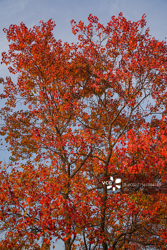 徐州贾汪大洞山红色的乌桕叶图片素材