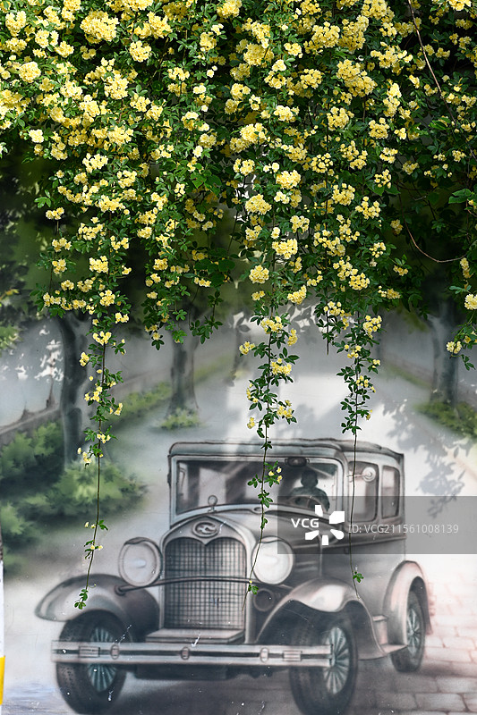 南京市碑亭巷木香花 民国涂鸦墙与木香花 南京网红打卡地图片素材