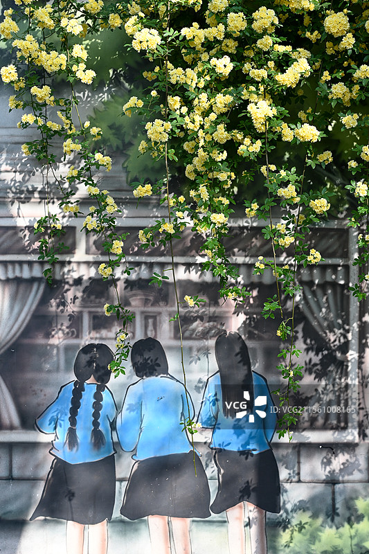 南京市碑亭巷木香花 民国涂鸦墙与木香花 南京网红打卡地图片素材