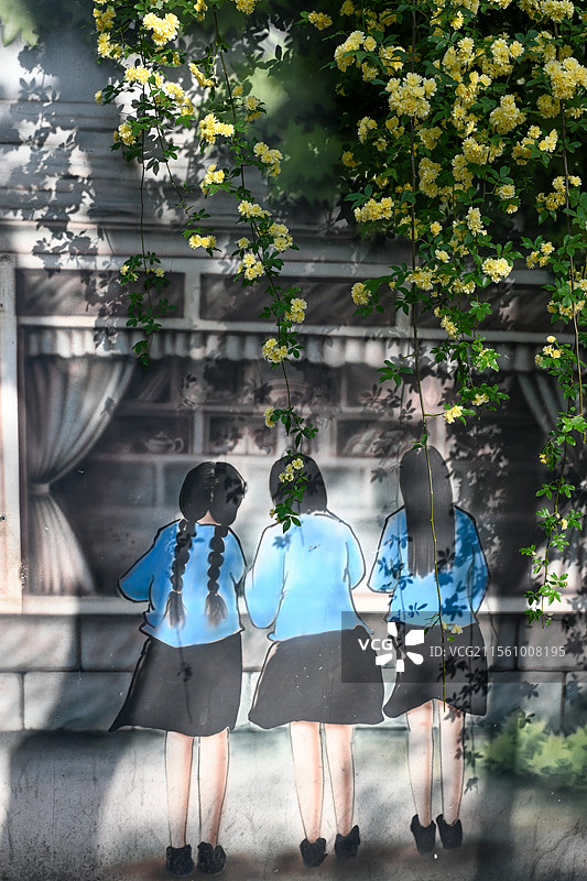 南京市碑亭巷木香花 民国涂鸦墙与木香花 南京网红打卡地图片素材